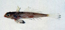 To FishBase images (<i>Synchiropus grinnelli</i>, Chinese Taipei, by The Fish Database of Taiwan)