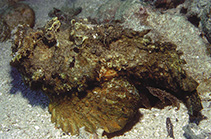 To FishBase images (<i>Synanceia horrida</i>, Papua New Guinea, by Allen, G.R.)