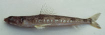 To FishBase images (<i>Synodus hoshinonis</i>, by Gloerfelt-Tarp, T.)