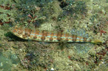 To FishBase images (<i>Synodus indicus</i>, Oman, by Field, R.)