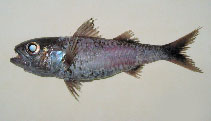 To FishBase images (<i>Synagrops japonicus</i>, Philippines, by Reyes, R.B.)