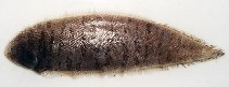To FishBase images (<i>Symphurus jenynsi</i>, Brazil, by Martins, I.A.)