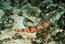 Image of Synodus lacertinus (Sauro lizardfish)