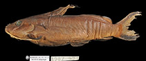 To FishBase images (<i>Synodontis levequei</i>, Guinea, by MNHN)