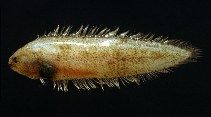 To FishBase images (<i>Symphurus ligulatus</i>, Italy, by Costa, F.)