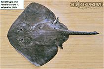 To FishBase images (<i>Sympterygia lima</i>, Chile, by Concha, F. / Chondrolab)