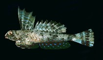 To FishBase images (<i>Synchiropus lineolatus</i>, India, by Randall, J.E.)