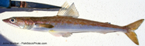 Image of Synodus lucioceps (California lizardfish)