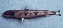 Image of Synodus macrops (Triplecross lizardfish)