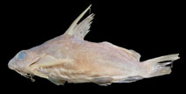 Image of Synodontis macrops 