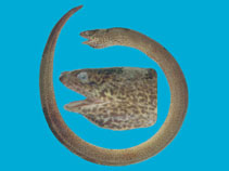 To FishBase images (<i>Synbranchus marmoratus</i>, Peru, by Holm, E.)