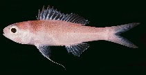 To FishBase images (<i>Symphysanodon maunaloae</i>, Hawaii, by Randall, J.E.)