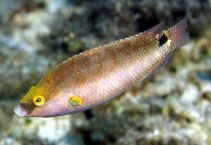 To FishBase images (<i>Symphodus mediterraneus</i>, Spain, by Patzner, R.)