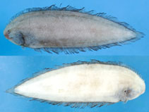 To FishBase images (<i>Symphurus megasomus</i>, Chinese Taipei, by Lee, M.-Y.)