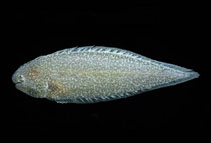To FishBase images (<i>Symphurus melanurus</i>, Panama, by Allen, G.R.)