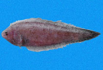 To FishBase images (<i>Symphurus melasmatotheca</i>, Panama, by Robertson, R.)