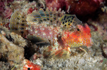 To FishBase images (<i>Synchiropus bartelsi</i>, Indonesia, by Henke, M.)