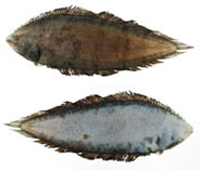 To FishBase images (<i>Symphurus multimaculatus</i>, Chinese Taipei, by Lee, M.-Y.)