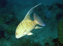 To FishBase images (<i>Symphorus nematophorus</i>, Philippines, by Cook, D.C.)