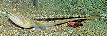 To FishBase images (<i>Synodus nigrotaeniatus</i>, Indonesia, by Allen, G.R.)