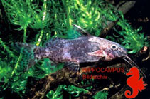 To FishBase images (<i>Synodontis obesus</i>, by Hippocampus-Bildarchiv)