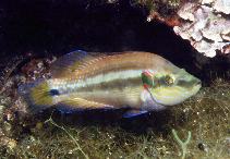 To FishBase images (<i>Symphodus ocellatus</i>, Croatia, by Patzner, R.)
