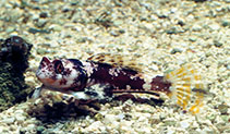 Image of Synchiropus ocellatus (Ocellated dragonet)