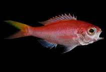 To FishBase images (<i>Symphysanodon octoactinus</i>, Curaçao I., by Baldwin, C.C.)
