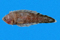 To FishBase images (<i>Symphurus oligomerus</i>, Panama, by Robertson, R.)