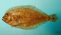 To FishBase images (<i>Syacium papillosum</i>, by NOAA\NMFS\Mississippi Laboratory)