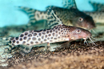 To FishBase images (<i>Synodontis pardalis</i>, by Hippocampus-Bildarchiv)