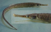 Image of Syngnathus pelagicus (Sargassum pipefish)