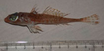 To FishBase images (<i>Synchiropus phaeton</i>, Italy, by Crocetta, F.)