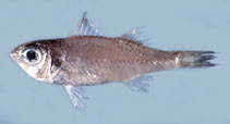 To FishBase images (<i>Synagrops philippinensis</i>, by Gloerfelt-Tarp, T.)