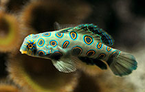 Image of Synchiropus picturatus (Picturesque dragonet)