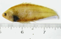 To FishBase images (<i>Symphurus piger</i>, USA, by Love, J.W.)