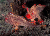 To FishBase images (<i>Brachionichthys politus</i>, Australia, by Hall, D.J.)