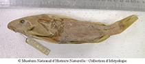 To FishBase images (<i>Synodontis polyodon</i>, Gabon, by MNHN)