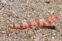 Image of Synodus rubromarmoratus (Redmarbled lizardfish)