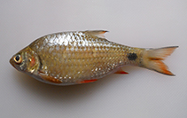 Image of Systomus rufus (Red finned kuruva)