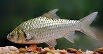 Image of Systomus sarana (Olive barb)