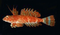 To FishBase images (<i>Synchiropus sechellensis</i>, Seychelles, by Randall, J.E.)