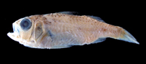 To FishBase images (<i>Synagrops serratospinosus</i>, Japan, by Yamanoue, Y.)