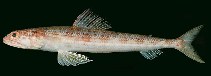 To FishBase images (<i>Synodus similis</i>, French Polynesia, by Randall, J.E.)