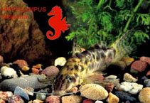 To FishBase images (<i>Synodontis soloni</i>, by Hippocampus-Bildarchiv)