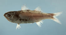 To FishBase images (<i>Synagrops spinosus</i>, by NOAA\NMFS\Mississippi Laboratory)