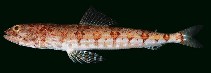 To FishBase images (<i>Synodus fasciapelvicus</i>, Indonesia, by Randall, J.E.)