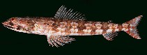 Image of Synodus isolatus (Rapanui lizardfish)