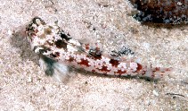 To FishBase images (<i>Synchiropus stellatus</i>, Seychelles, by Randall, J.E.)