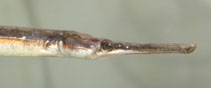 To FishBase images (<i>Syngnathus taenionotus</i>, Italy, by Habluetzel, P.)